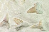 Fossil Mackeral Shark (Otodus) Teeth - Composite Plate #138517-1
